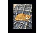 Adopt Georgie a Domestic Medium Hair, Tabby