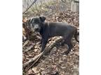 Adopt Yukon - Misfit Toys a Labrador Retriever, Border Collie