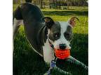 Adopt Blaze a Pit Bull Terrier