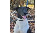 Adopt Fleetwood a Border Collie