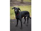 Adopt Duke a Labrador Retriever, Great Dane