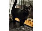 Adopt Fortune Cookie a Domestic Short Hair