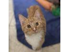 Adopt Cheeto a Domestic Short Hair