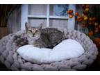 Adopt Oliver a Tabby, Domestic Short Hair