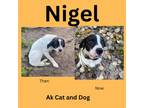 Adopt Nigel (FKA Neighbor) a English Springer Spaniel