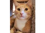 Adopt Wyatt a Domestic Short Hair