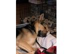 Adopt Ares a German Shepherd Dog, Mixed Breed