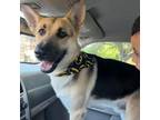 Adopt Rex Torres a German Shepherd Dog