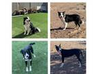 Adopt Ranger and Molly a Australian Shepherd, Border Collie