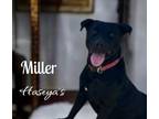 Adopt Miller a Mixed Breed