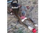 Adopt Bullet a Mixed Breed