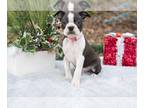 Boston Terrier PUPPY FOR SALE ADN-732998 - AKC Boston Terrier Puppies Available