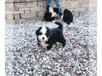 Bernese Mountain Dog PUPPY FOR SALE ADN-733098 - Bernese Mountain Dog Puppies