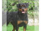 Rottweiler PUPPY FOR SALE ADN-732756 - Rottweiler puppies ready to go home April