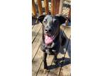 Adopt Rico a Dutch Shepherd, Cane Corso