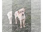 Labrador Retriever PUPPY FOR SALE ADN-732758 - Yellow lab puppies