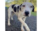 Adopt Sato a Catahoula Leopard Dog, Terrier