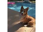 Adopt Max and Calvin a Corgi