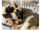 Saint Bernard PUPPY FOR SALE ADN-732780 - Saint Bernard puppies for sale