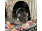 Adopt Wisp a Rat