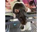 Adopt Jayce a Rat