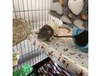 Adopt Marco a Rat