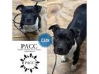 Adopt Cain a Pit Bull Terrier