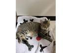 Adopt Ares a Domestic Short Hair