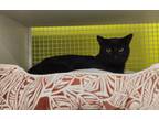 Adopt Nero a Domestic Short Hair