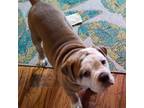 Olde English Bulldogge Puppy for sale in Tampa, FL, USA