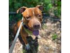 Adopt Truckee a Pit Bull Terrier