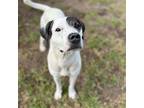 Adopt Makua a Pointer, Mixed Breed