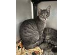 Adopt Sarah a Domestic Short Hair