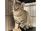 Adopt Phoenix a Domestic Short Hair