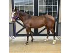 Adopt Nelli a Thoroughbred