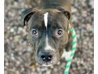 Adopt HAPPINY* a Pit Bull Terrier, Mixed Breed