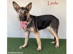 Adopt Linda a German Shepherd Dog