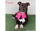 Adopt Fiona a American Staffordshire Terrier