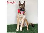 Adopt Magda a German Shepherd Dog