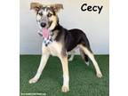 Adopt Cecy a Husky, Labrador Retriever