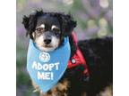 Adopt Marimar a Dachshund, Poodle