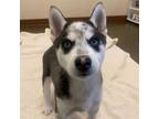 Adopt Puppies, Medium Breed! a Husky, Spitz