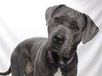 Adopt ELLA a Cane Corso, Mixed Breed