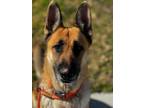 Adopt BULA a German Shepherd Dog