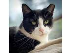 Adopt Carina a Tuxedo, Domestic Short Hair