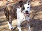 Adopt TIFFANY a American Staffordshire Terrier, Mixed Breed