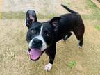 Adopt ALLIE a American Staffordshire Terrier, Mixed Breed