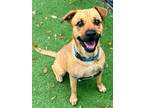 Adopt FERGIE a Mixed Breed