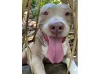 Adopt Mawana a Staffordshire Bull Terrier