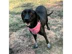 Adopt Penelope a Black Labrador Retriever